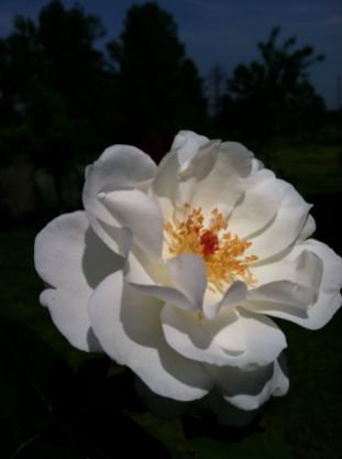 Old-World Scented White Rose
