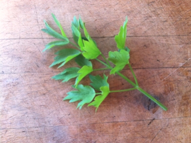 Lovage A wonderful celery substitute in soups, stews and casseroles.